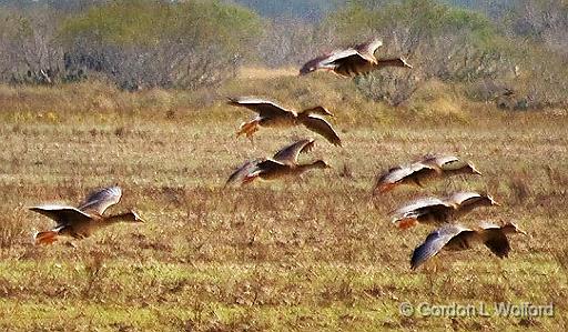 Geese In Flight_30204.jpg - Greater White-fronted Geese photographed near Port Lavaca, Texas, USA.